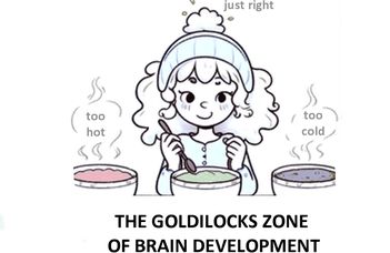 The Goldilocks Zone of brain development